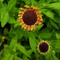 Helenium 'Sahin's Early Flowerer'